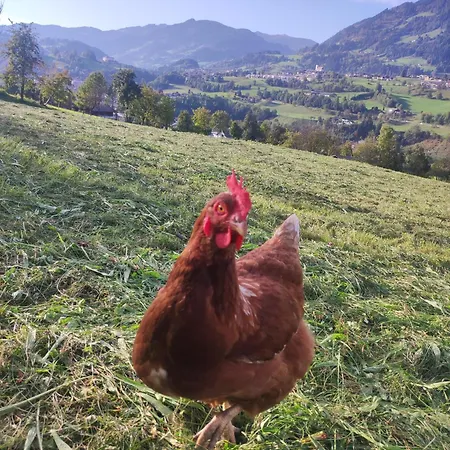 Bauernhof Sonnenhuab